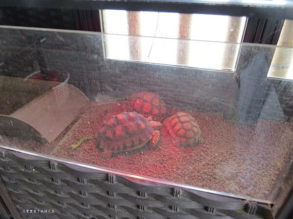 嘉義縣東石鄉嘉義美食 烤蚵吃到飽推薦【塭ㄚ烤蚵呷通海】肥美的東石鮮蚵 現做熱炒美食 還有兒童遊戲區 全家歡樂烤蚵趣