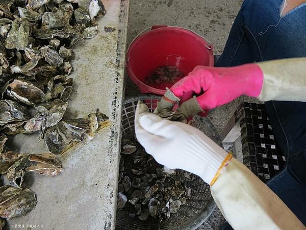 嘉義縣東石鄉嘉義美食 烤蚵吃到飽推薦【塭ㄚ烤蚵呷通海】肥美的東石鮮蚵 現做熱炒美食 還有兒童遊戲區 全家歡樂烤蚵趣