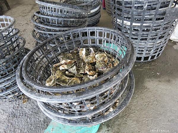 嘉義縣東石鄉嘉義美食 烤蚵吃到飽推薦【塭ㄚ烤蚵呷通海】肥美的東石鮮蚵 現做熱炒美食 還有兒童遊戲區 全家歡樂烤蚵趣