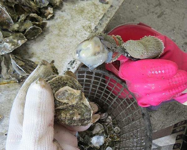 嘉義縣東石鄉嘉義美食 烤蚵吃到飽推薦【塭ㄚ烤蚵呷通海】肥美的東石鮮蚵 現做熱炒美食 還有兒童遊戲區 全家歡樂烤蚵趣