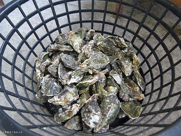 嘉義縣東石鄉嘉義美食 烤蚵吃到飽推薦【塭ㄚ烤蚵呷通海】肥美的東石鮮蚵 現做熱炒美食 還有兒童遊戲區 全家歡樂烤蚵趣