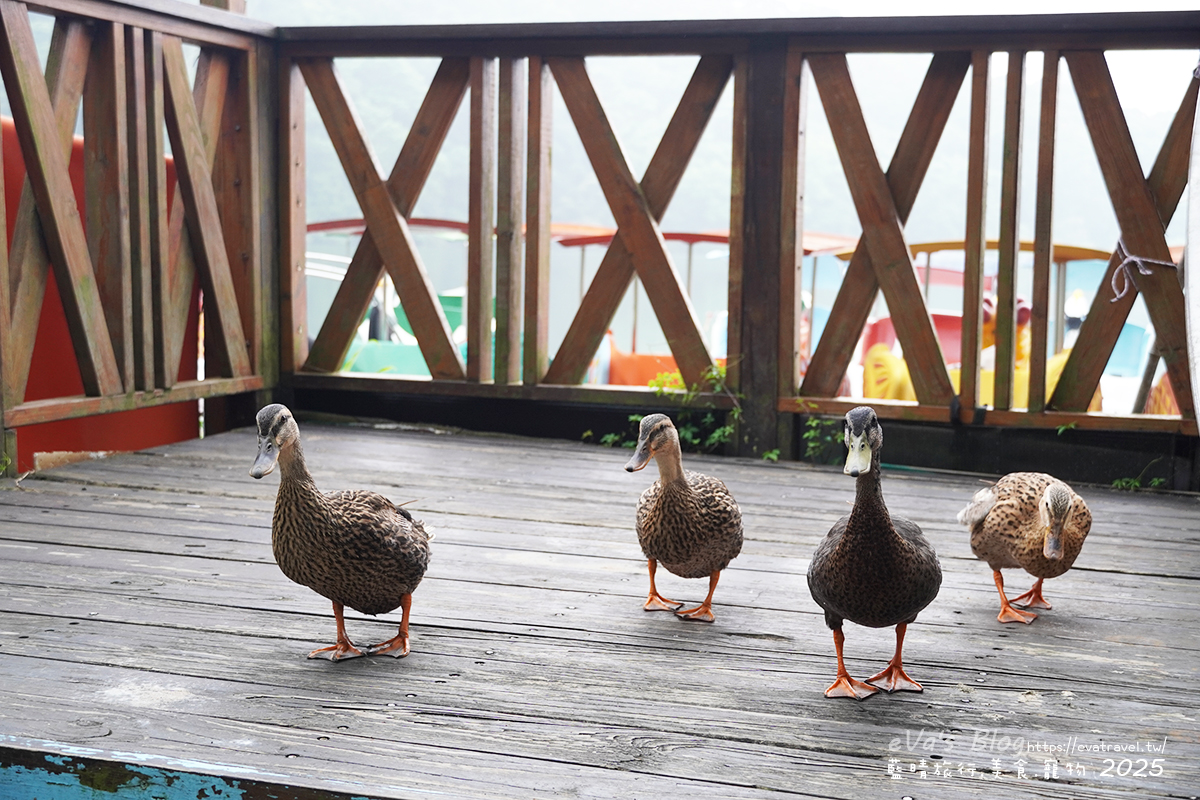 苗栗縣三義鄉【苗栗景觀餐廳】映象水岸｜峇里島風格湖畔餐廳，享受山景湖光與天鵝船的放鬆時光。苗栗景點
