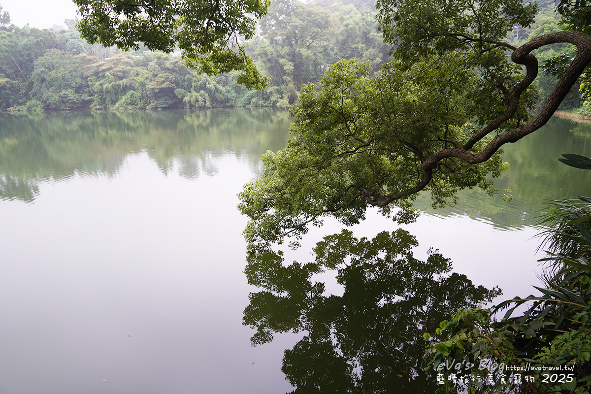 苗栗縣三義鄉【苗栗景觀餐廳】映象水岸｜峇里島風格湖畔餐廳，享受山景湖光與天鵝船的放鬆時光。苗栗景點