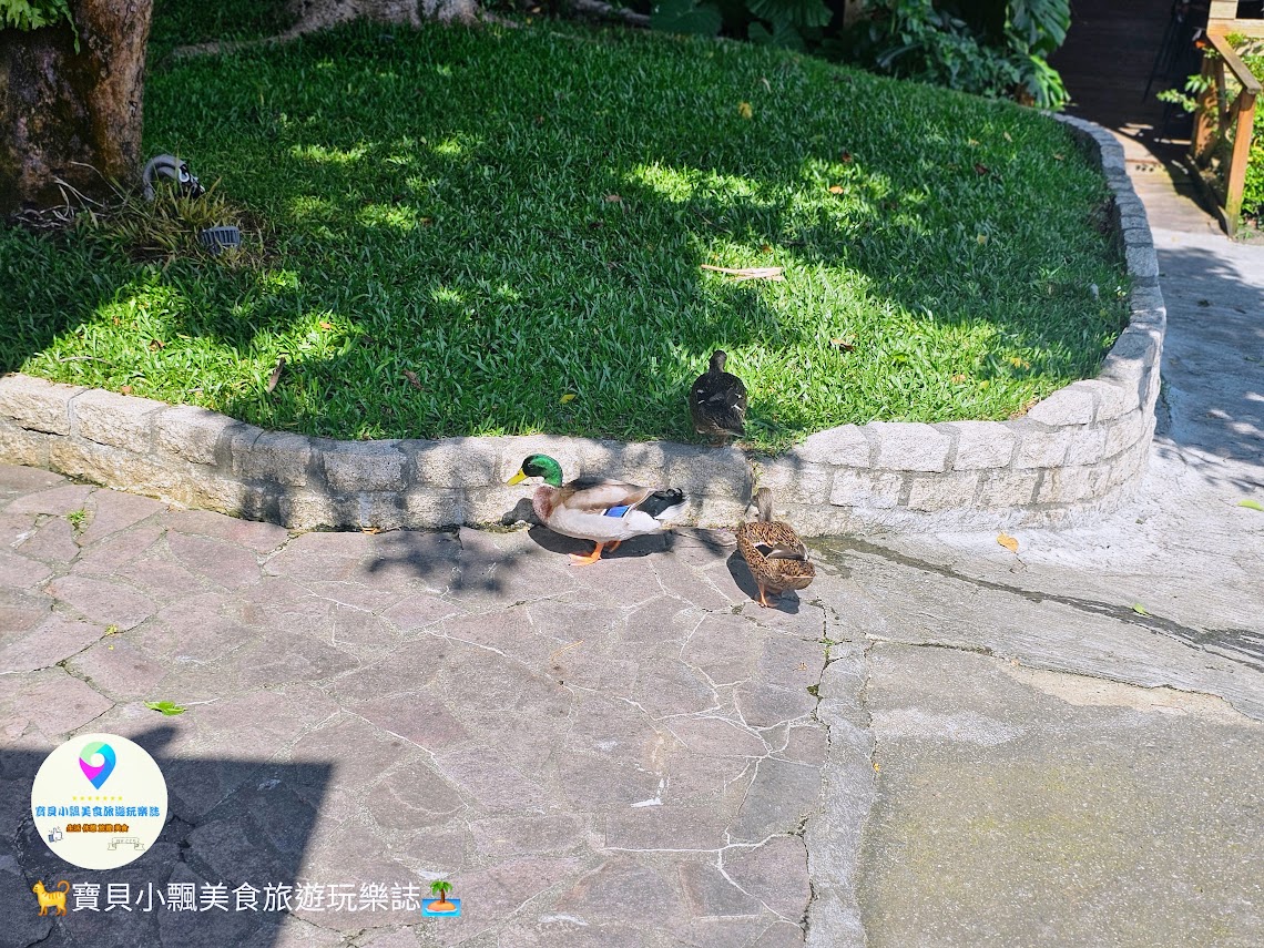 苗栗三義寅藏版南洋秘境！映象水岸湖畔下午茶雙人套餐，夕陽天鵝船超放鬆。