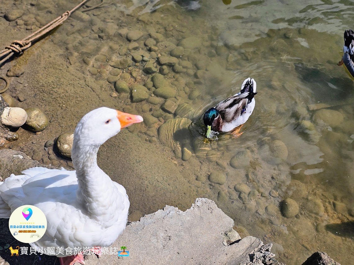 苗栗三義寅藏版南洋秘境！映象水岸湖畔下午茶雙人套餐，夕陽天鵝船超放鬆。