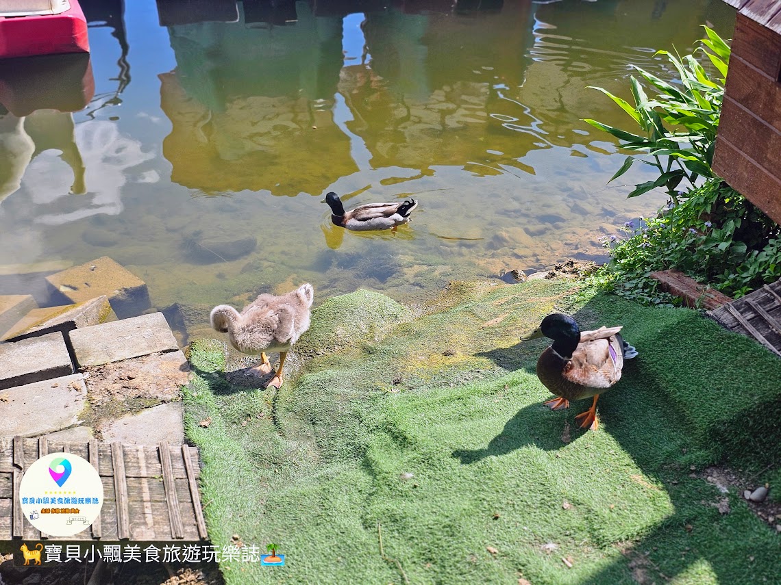 苗栗三義寅藏版南洋秘境！映象水岸湖畔下午茶雙人套餐，夕陽天鵝船超放鬆。