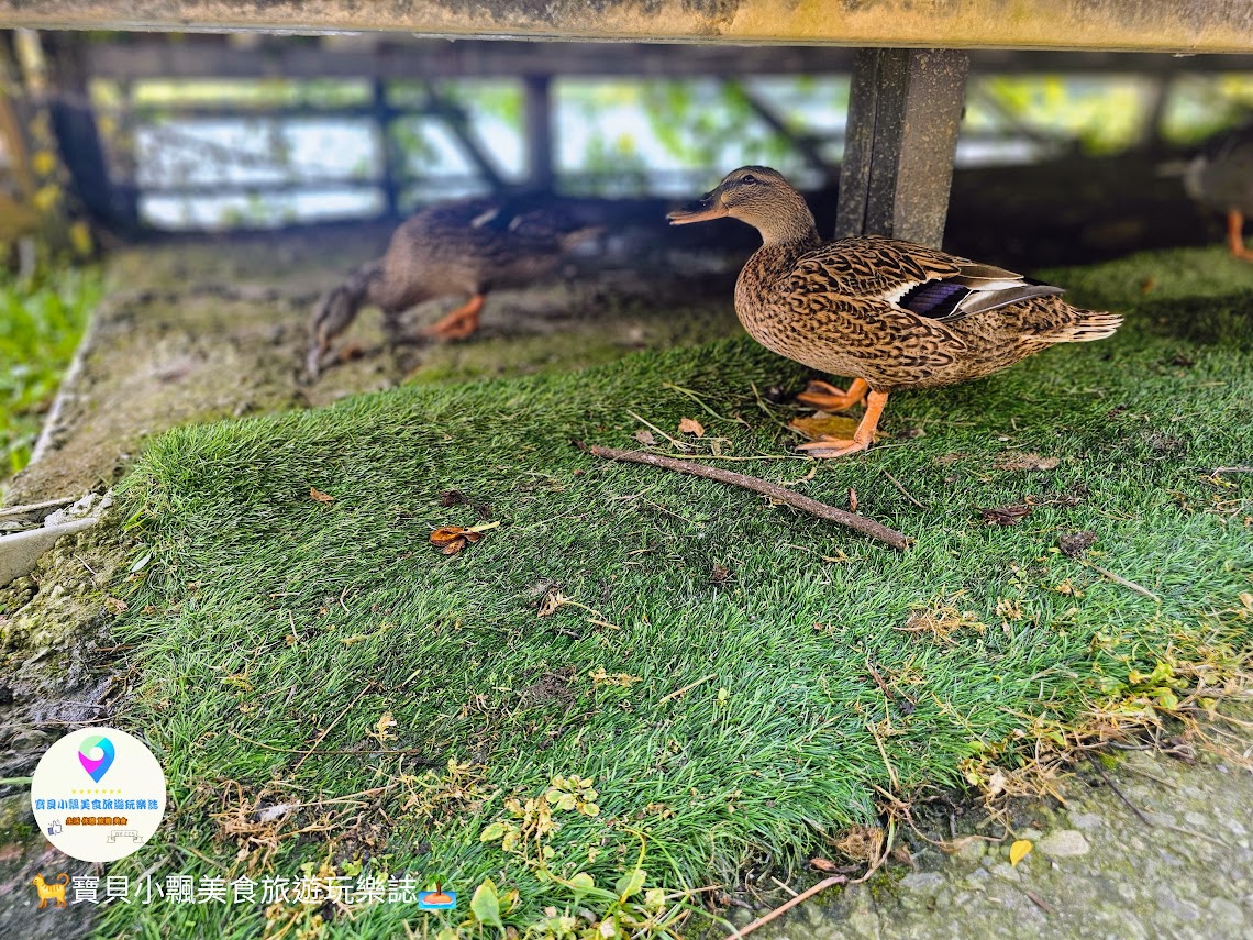 苗栗三義寅藏版南洋秘境！映象水岸湖畔下午茶雙人套餐，夕陽天鵝船超放鬆。