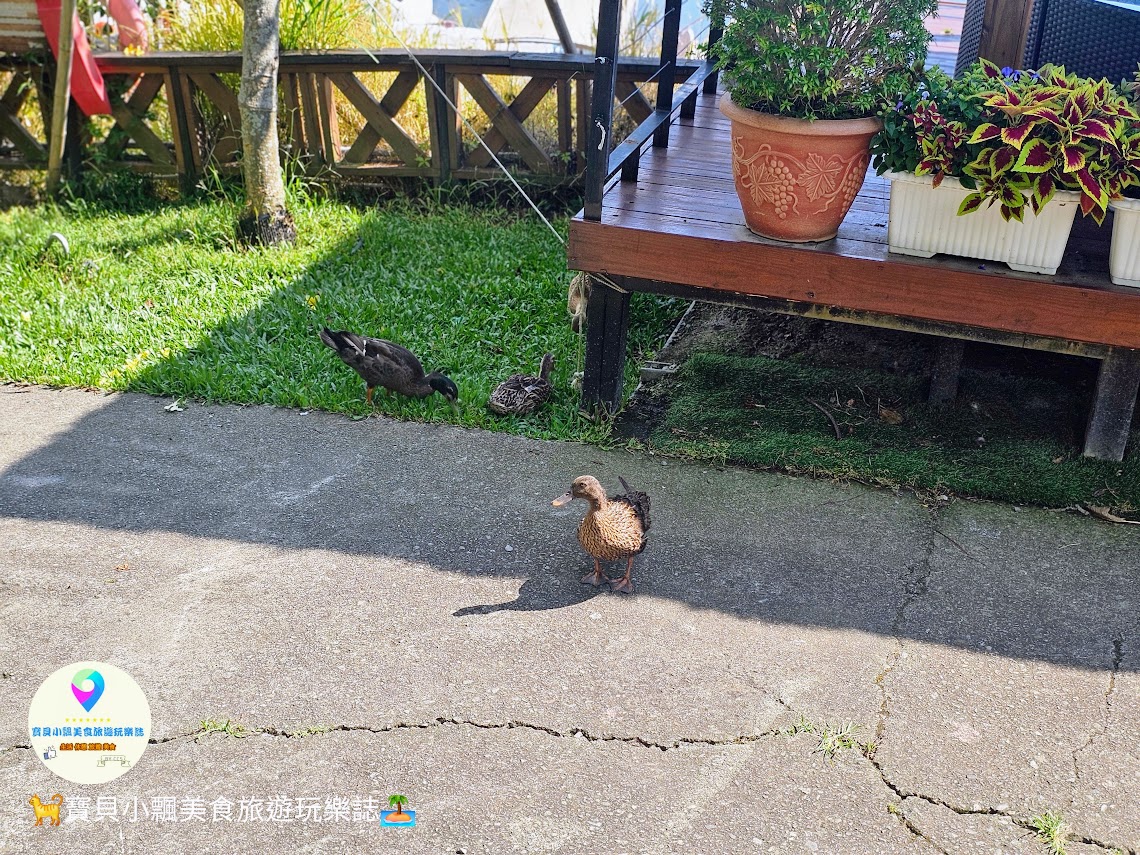 苗栗三義寅藏版南洋秘境！映象水岸湖畔下午茶雙人套餐，夕陽天鵝船超放鬆。