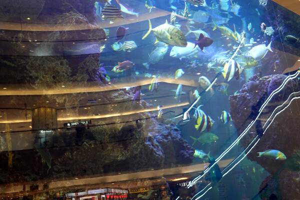 士林天母美食-大葉高島屋滷春秋，吃天母美食滷味煮、熱拌麵、楊桃汁，看中央水族廣場海洋生物，大葉高島屋APP好用又便利