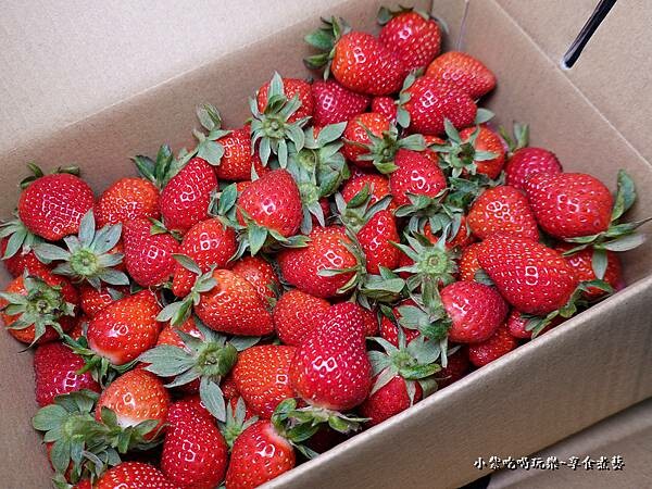 2台斤-名品牛奶草莓園.jpg