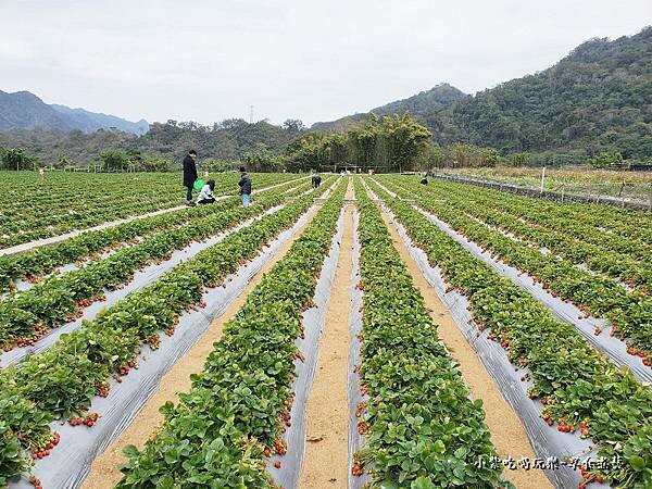 大湖-名品牛奶草莓園 (3).jpg