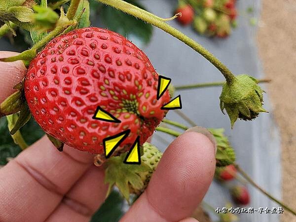 屁股都會營養不良-名品牛奶草莓園 (2).jpg