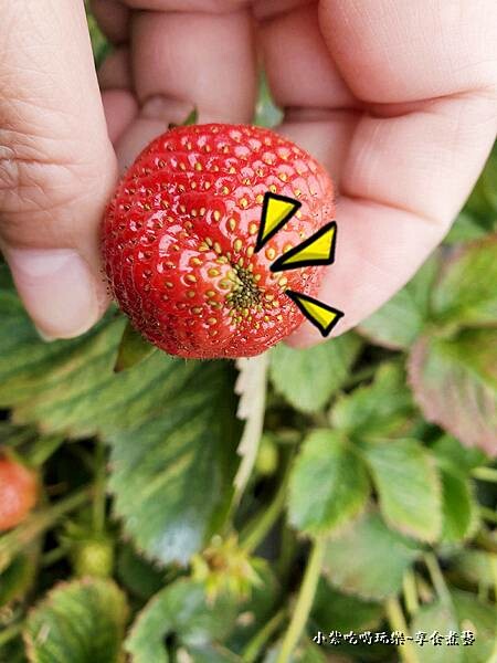屁股都會營養不良-名品牛奶草莓園 (1).jpg