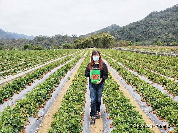 大湖-名品牛奶草莓園 (7).jpg
