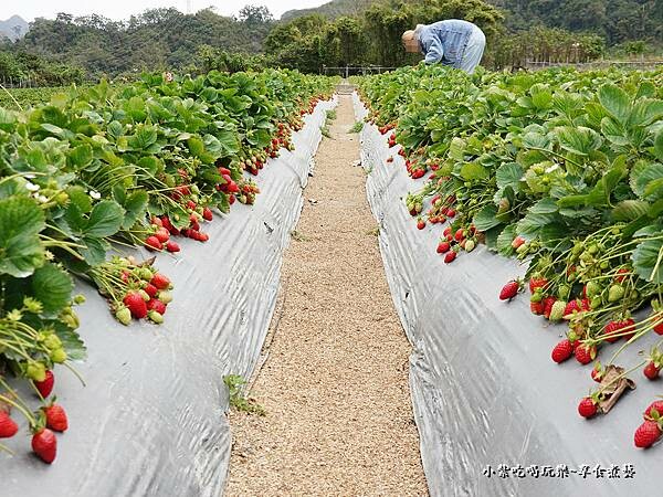 大湖-名品牛奶草莓園 (13).jpg
