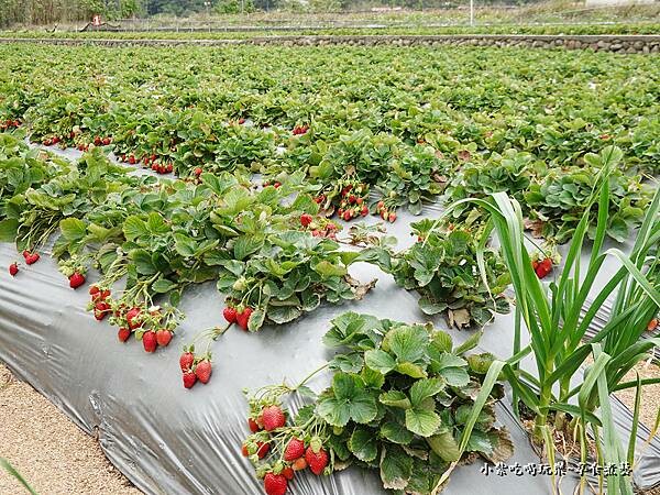 大湖-名品牛奶草莓園 (10).jpg
