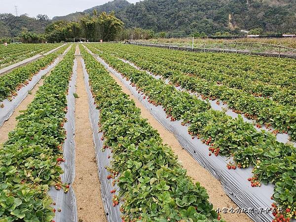 大湖-名品牛奶草莓園 (8).jpg