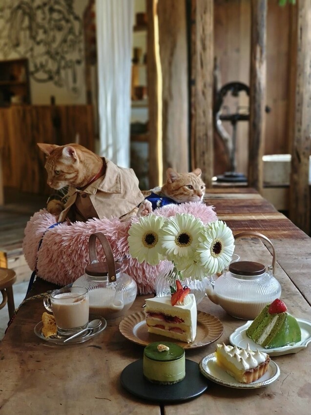 37092.jpg - 【新北.三峽】清琳咖啡廳。寵物超級友善可落地可坐椅子。甜點+咖啡+巴里島風格網美店