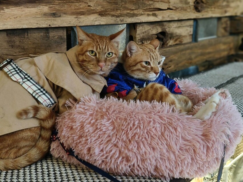 36539.jpg - 【新北.三峽】清琳咖啡廳。寵物超級友善可落地可坐椅子。甜點+咖啡+巴里島風格網美店