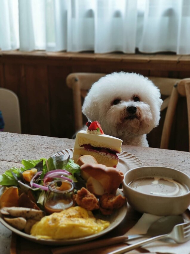 36518.jpg - 【新北.三峽】清琳咖啡廳。寵物超級友善可落地可坐椅子。甜點+咖啡+巴里島風格網美店