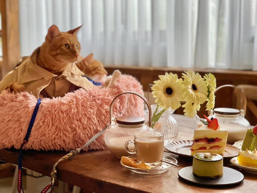 37077.jpg - 【新北.三峽】清琳咖啡廳。寵物超級友善可落地可坐椅子。甜點+咖啡+巴里島風格網美店