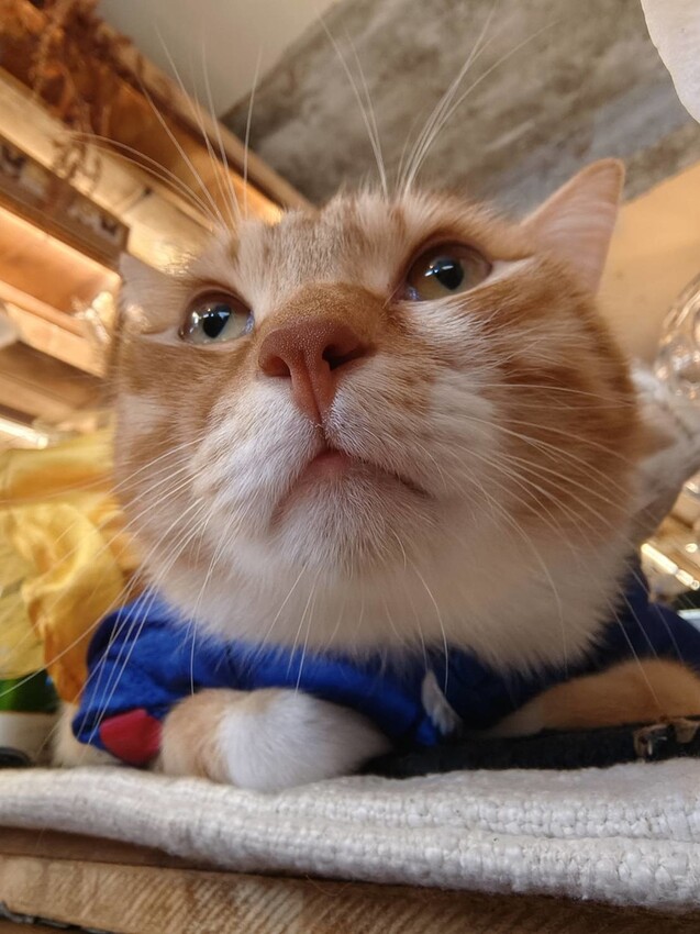 36507.jpg - 【新北.三峽】清琳咖啡廳。寵物超級友善可落地可坐椅子。甜點+咖啡+巴里島風格網美店