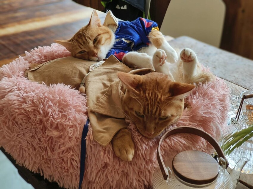 36525.jpg - 【新北.三峽】清琳咖啡廳。寵物超級友善可落地可坐椅子。甜點+咖啡+巴里島風格網美店