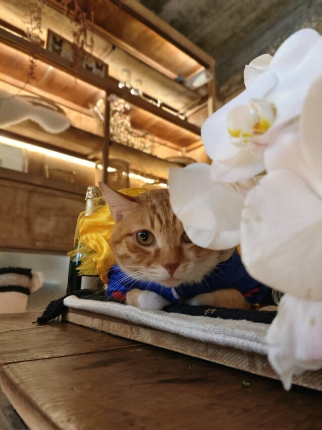 36510.jpg - 【新北.三峽】清琳咖啡廳。寵物超級友善可落地可坐椅子。甜點+咖啡+巴里島風格網美店