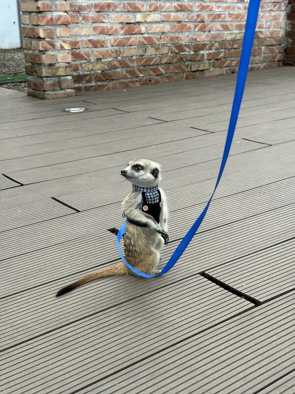 桃園市中壢區桃園美食｜温飽Wen Bao，馬祖新村的溫馨美味小店。（桃園美食/龍岡下午茶/馬祖新村美食）