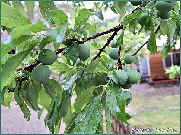 《新竹景觀咖啡廳》橫山唯美咖啡廳/『藍月山谷』 Ivenの窩