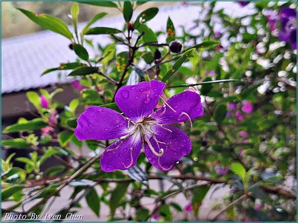 《新竹景觀咖啡廳》橫山唯美咖啡廳/『藍月山谷』 Ivenの窩