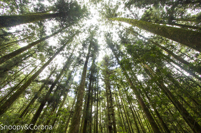 【宜蘭景點】宜蘭大同景點／明池國家森林遊樂區～湖光山色令人心醉、山嵐繚繞變化萬千，景色優美的避暑勝地