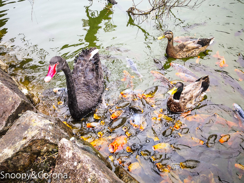 【宜蘭景點】宜蘭大同景點／明池國家森林遊樂區～湖光山色令人心醉、山嵐繚繞變化萬千，景色優美的避暑勝地