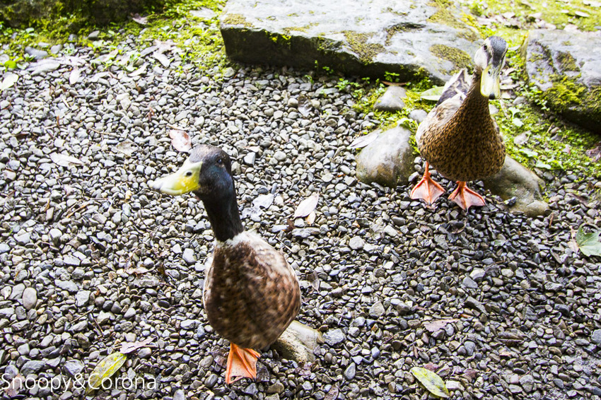 【宜蘭景點】宜蘭大同景點／明池國家森林遊樂區～湖光山色令人心醉、山嵐繚繞變化萬千，景色優美的避暑勝地