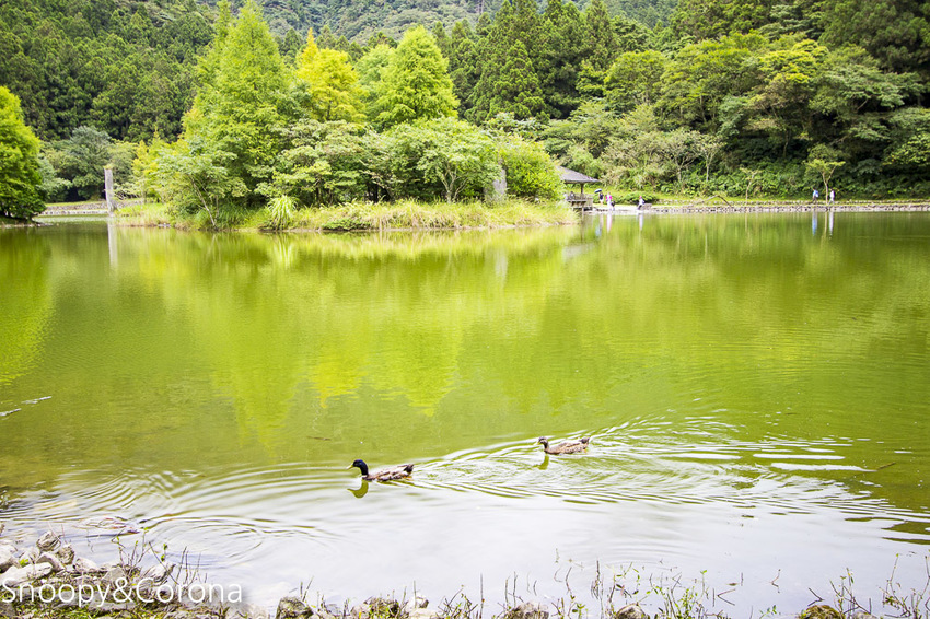 【宜蘭景點】宜蘭大同景點／明池國家森林遊樂區～湖光山色令人心醉、山嵐繚繞變化萬千，景色優美的避暑勝地