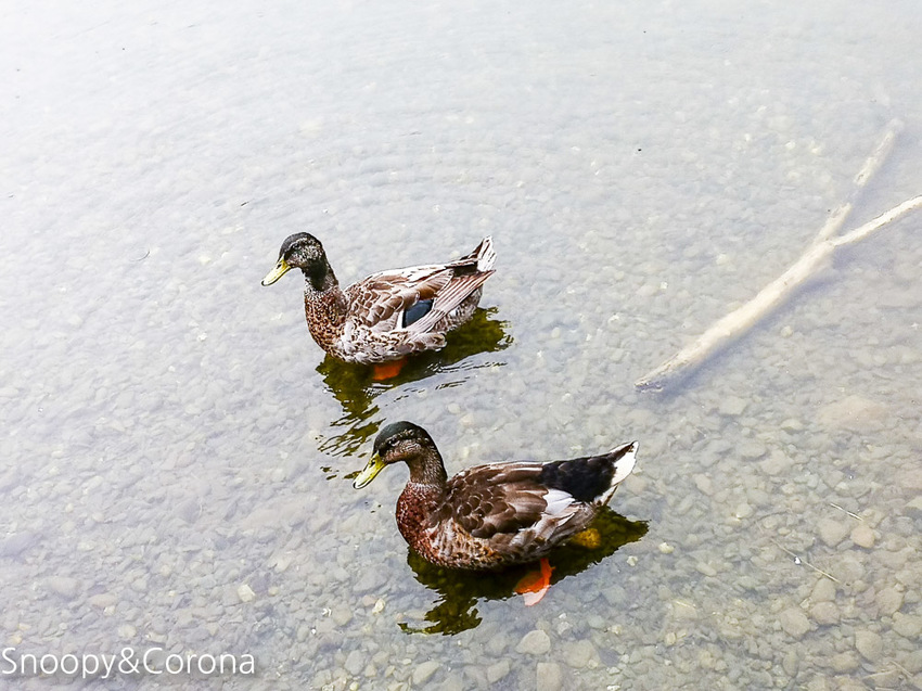 【宜蘭景點】宜蘭大同景點／明池國家森林遊樂區～湖光山色令人心醉、山嵐繚繞變化萬千，景色優美的避暑勝地