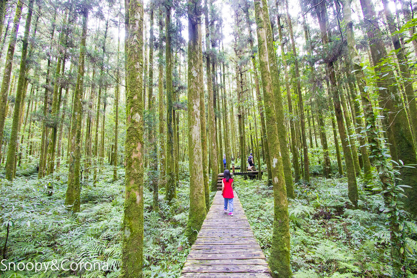 【宜蘭景點】宜蘭大同景點／明池國家森林遊樂區～湖光山色令人心醉、山嵐繚繞變化萬千，景色優美的避暑勝地