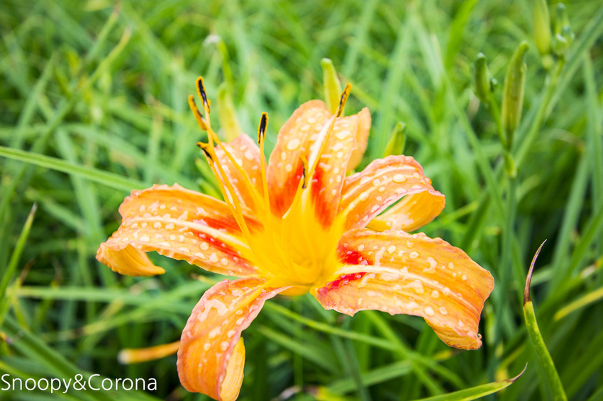 【宜蘭景點】宜蘭大同景點／明池國家森林遊樂區～湖光山色令人心醉、山嵐繚繞變化萬千，景色優美的避暑勝地