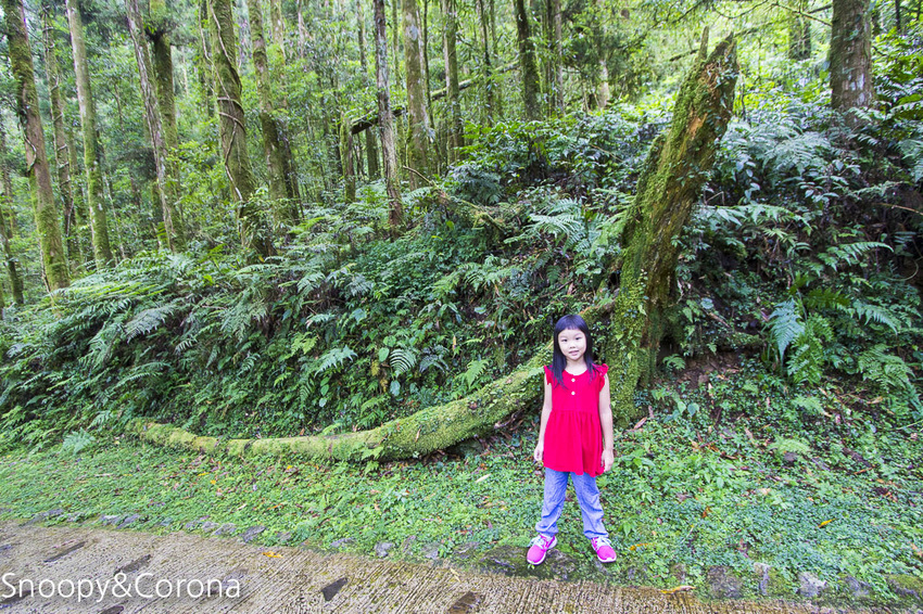【宜蘭景點】宜蘭大同景點／明池國家森林遊樂區～湖光山色令人心醉、山嵐繚繞變化萬千，景色優美的避暑勝地