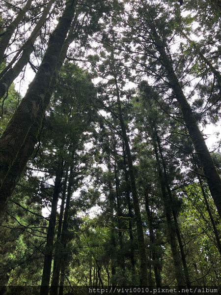 圓圓家出去玩—北橫上的一顆明珠，北部避暑聖地《明池森林遊樂園》