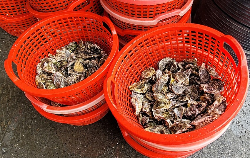 200元烤蚵吃到飽！產地新鮮直送，肥美蚵仔不限時任你無限吃，還有30道熱炒料理！！