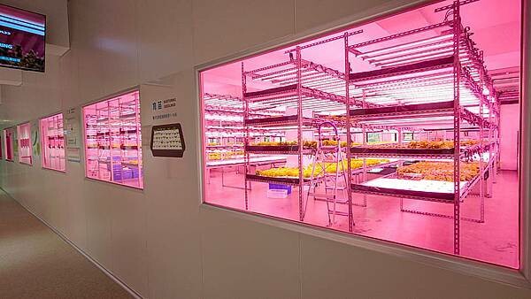 【桃園龍潭美食】光鮮鍋物|室內有如大自然情境,置身於森林般感受的火鍋店!自種新鮮蔬菜無限量吃到飽