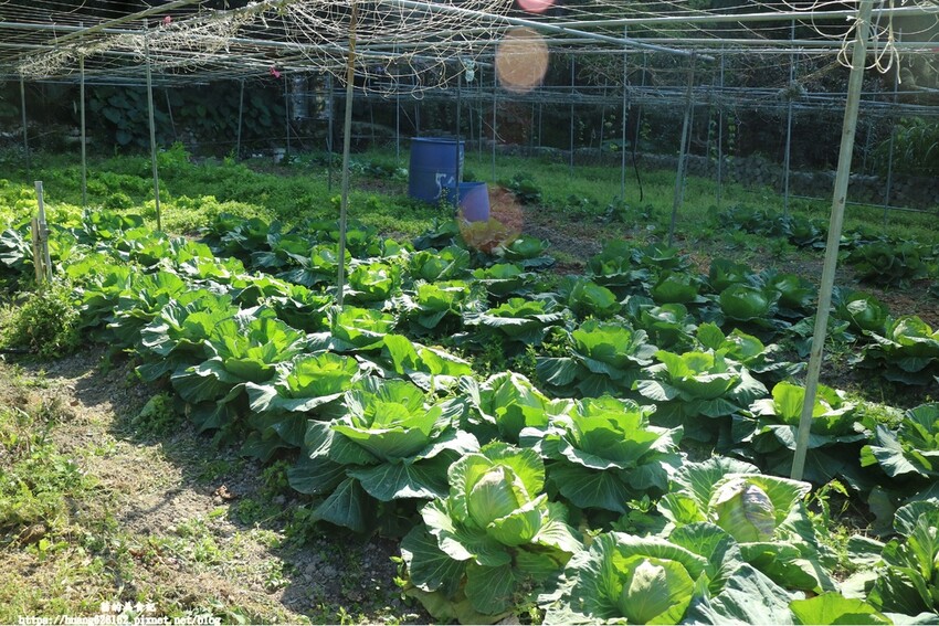 【新北八里區 】八里餐廳推薦『八里開心果園美食景觀餐廳』到底$588元風味餐吃什麼?