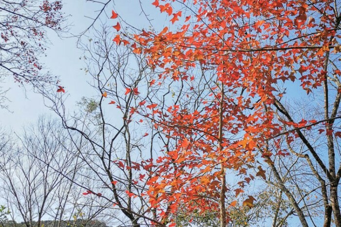 苗栗。南庄》桂花巷客菜館