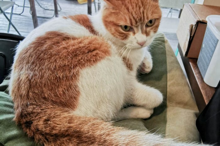 苗栗。南庄》桂花巷客菜館