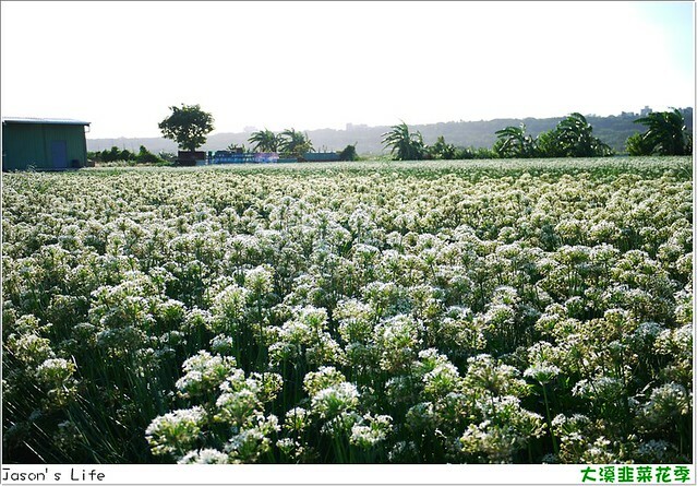 【桃園大溪｜美食】富祥桶仔雞。藏在山林中的高CP值美食，現烤桶仔雞和鹽烤鮮魚，多樣手路菜