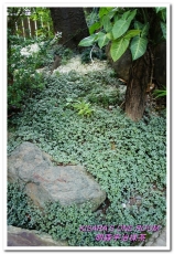 明森宇治抹茶專賣店(存中總店):京風午茶──明森宇治抹茶專賣店 明森宇治抹茶專賣店(存中總店):京風午茶──明森宇治抹茶專賣店