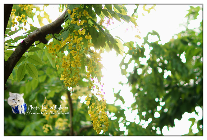 明森宇治抹茶專賣店(台中西區)