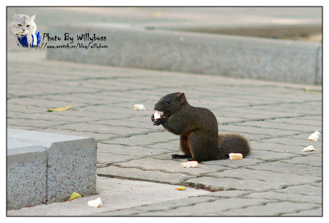 明森宇治抹茶專賣店(台中西區)