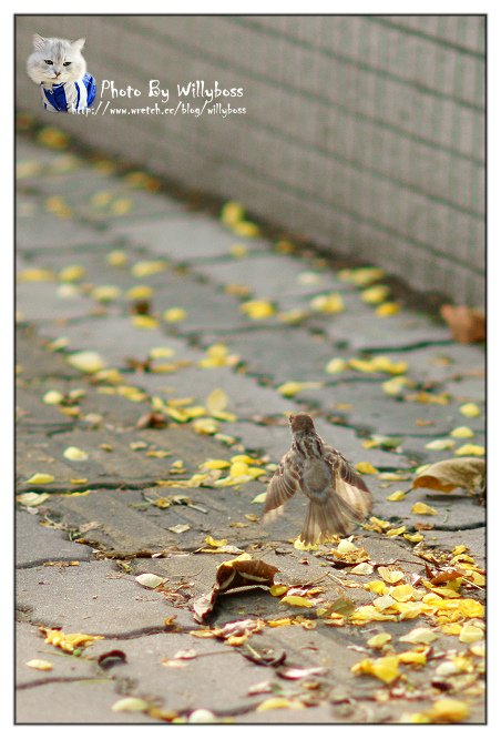 明森宇治抹茶專賣店(台中西區)